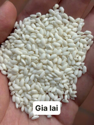 gạo nếp ngon, cách chọn gạo nếp, nếp cái hoa vàng, nếp nương, nếp than, phân biệt gạo nếp, xôi ngon từ gạo gì, mua nếp ngon Hà Nội, xôi Đất Bắc, món xôi truyền thống, nếp chuẩn Bắc, nếp dẻo thơm, gạo nếp bán sỉ, nguyên liệu nấu xôi, gạo nếp truyền thống, gạo nếp sạch, nếp làm bánh chưng, nếp nấu xôi cúng, chợ gạo nếp, nếp Campuchia, nếp Thái, gạo nếp nấu chè, gạo nếp nấu xôi, xôi truyền thống Hà Nội, xôi ngon miền Bắc, học nấu xôi, mở quán xôi, cách nấu xôi dẻo, xôi sỉ Hà Nội, cung cấp gạo nếp, đại lý nếp, mua nếp ở đâu, đặc sản nếp ngon, nếp dẻo không dính tay, món ngon từ gạo nếp, lá dong nấu xôi, gia truyền nấu xôi, gạo nếp sạch an toàn, hướng dẫn đồ xôi, xôi gói lá chuối, xôi gấc, xôi ngũ sắc, xôi đậu xanh, nếp ngon nấu bánh khúc, nếp ngon giá sỉ, chợ đầu mối gạo, gạo nếp miền Bắc, xôi bán sáng, nguyên liệu xôi truyền thống. Hashtag: #XoiDatBac #GaoNepNgon #NepCaiHoaVang #NepNuong #NepThan #XoiTruyenThong #MonNgonTuGaoNep #CachChonGaoNep #XoiNgonHaNoi #DoXoiGiaTruyen