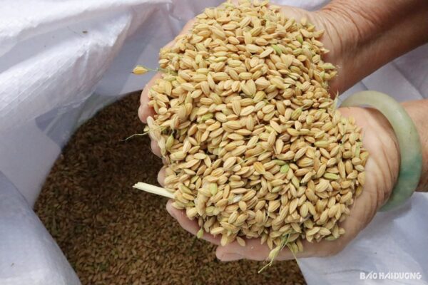 hạt thóc nếp đầu tiên, nguồn gốc hạt nếp việt nam, lịch sử lúa nếp, di chỉ phùng nguyên, lúa nếp cổ đại, hạt gạo nếp, nếp cái hoa vàng, nếp nương, nếp tú lệ, nếp cẩm, xôi đất bắc, tinh hoa hạt nếp bắc, xôi truyền thống, văn minh lúa nước, vua hùng, bánh chưng bánh giầy, văn hóa ẩm thực việt, hạt gạo linh thiêng, xôi cúng tổ tiên, xôi lễ tết, gạo nếp dẻo, cách chọn gạo nếp ngon, giống lúa nếp việt nam, hạt nếp quý, ruộng đồng bắc bộ, văn hóa lúa nước, nếp ngon miền bắc, xôi ngon hà nội, xôi phú thượng, nghề nấu xôi, nghề làm bánh khúc, đặc sản đất bắc, ẩm thực truyền thống, xôi cúng, xôi khúc, xôi gấc, xôi ngũ sắc, xôi đậu xanh, xôi sen dừa, bánh cốm, bánh phu thê, gạo nếp nấu xôi, cách nấu xôi ngon, gạo nếp chuẩn bắc, hạt nếp quê, gạo nếp nương, văn hóa ẩm thực bắc bộ, nghề xôi gia truyền, xôi ngon mỗi sáng, đặc sản hà nội, tinh hoa gạo việt, nếp hương, xôi ngon đất bắc, nguồn gốc lúa việt, gạo cổ việt nam, văn hóa thờ cúng, mâm cỗ truyền thống, nghề làm xôi cổ truyền, hạt gạo di sản, gạo nếp truyền thống, hạt ngọc trời, xôi ngon mỹ đình, cơ sở xôi đất bắc, đại lý xôi đất bắc, nếp thơm hà nội, gạo nếp chuẩn, tinh hoa hạt nếp, xôi truyền thống hà thành, xôi đất bắc mỹ đình, nghề truyền thống bắc bộ, đặc sản phú thọ, gạo nếp phú thọ, nguồn gốc hạt nếp, câu chuyện hạt nếp, xôi đất bắc uy tín, bán sỉ xôi hà nội, gạo nếp chất lượng cao, gạo nếp sạch, gạo nếp tự nhiên, gạo nếp hữu cơ, giống nếp cổ, nếp bắc nguyên bản, di sản nông nghiệp việt, văn hóa nếp việt, tinh túy ẩm thực, xôi lễ chạp, xôi thôi nôi, xôi cúng gia tiên, xôi truyền thống bắc, xôi đất bắc chính hiệu, xôi cúng đầy tháng, ẩm thực đất bắc, xôi dân gian, nghề làm xôi, xôi handmade, xôi sạch, hạt nếp quý việt nam, gạo nếp bản địa, nếp đồi, nếp núi, nếp đồng bằng, gạo nếp thơm, nếp ngon nhất, giống nếp cổ truyền, tinh hoa hạt nếp việt, văn hóa thóc nếp, ruộng nếp cổ, giống lúa đặc sản, ẩm thực tết cổ truyền, món ăn dân gian, di sản lúa nước, tinh thần người việt, xôi đất bắc tuyển đại lý, thương hiệu xôi nổi tiếng, xôi đất bắc top 1 hà nội, gạo nếp chuẩn quê, nếp bắc tinh túy, văn hóa nông nghiệp, lễ vật truyền thống, món ăn cúng giỗ, xôi ngon đất việt, xôi lễ hội, ẩm thực dân tộc, nghề xôi đất bắc, văn hóa dân gian, hạt nếp quê hương, lịch sử gạo nếp, lúa cổ việt, hạt nếp đầu tiên, nguồn cội lúa việt, xôi dân tộc việt, gạo nếp thuần chủng, giống nếp quý, xôi bắc ngon, món xôi ngon nhất, tinh hoa nếp, gạo nếp việt nam, nghề xôi truyền thống, gạo nếp dẻo thơm, gạo nếp đặc sản, văn hóa ẩm thực truyền thống, món ăn từ gạo nếp, xôi đất bắc – tinh hoa hạt nếp bắc.